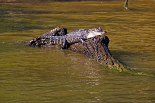 alligator swamp bayou