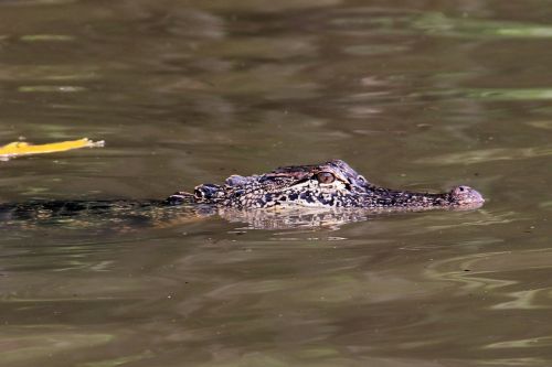 alligator swamp bayou