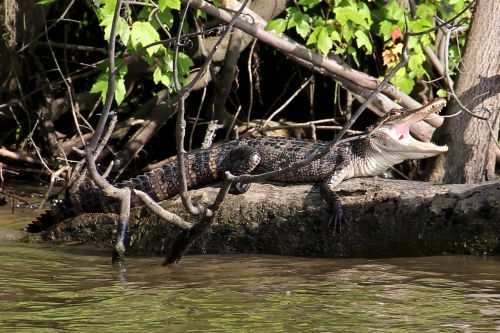 alligator swamp bayou