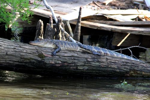 alligator swamp bayou