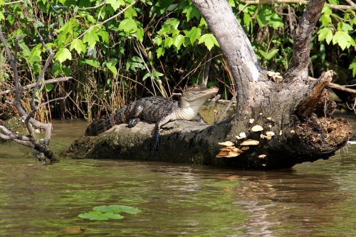 alligator swamp bayou