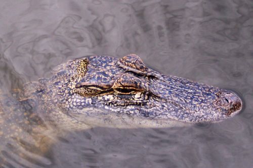 alligator gator head