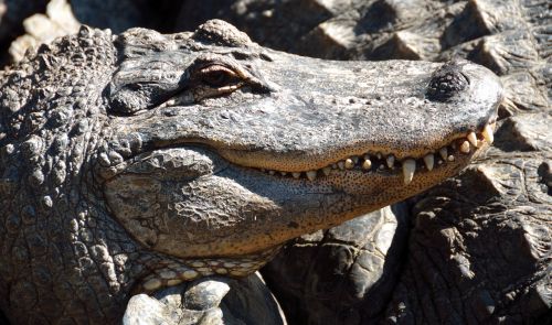 alligator reptile close up