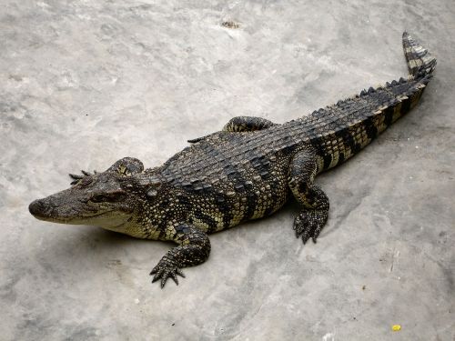 alligator reptile dangerous
