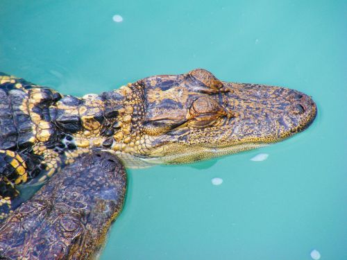 alligator reptile swamp