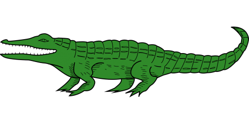 alligator animal crocodile