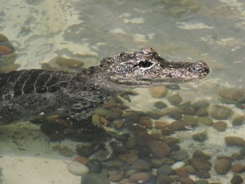 alligator zoo reptile