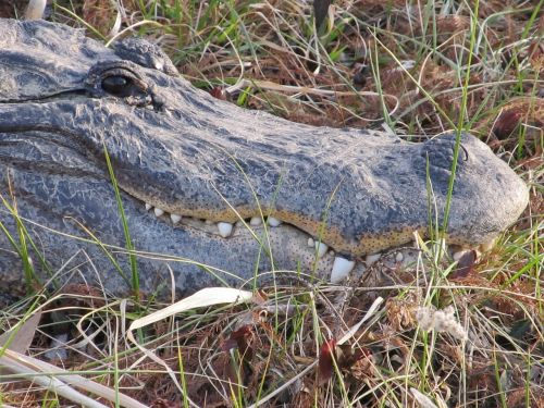 alligator head teeth