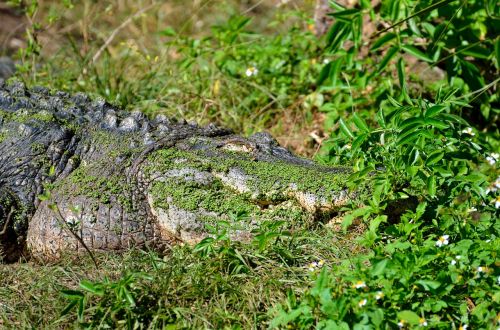 alligator reptile camouflaged