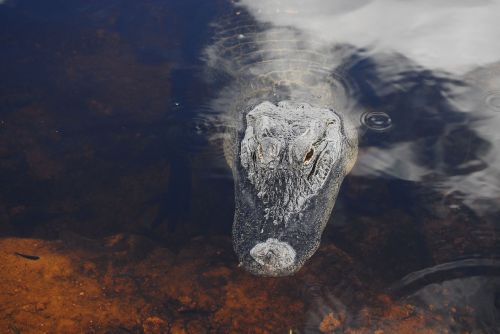 alligator reptile dangerous