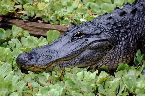 alligator close up face