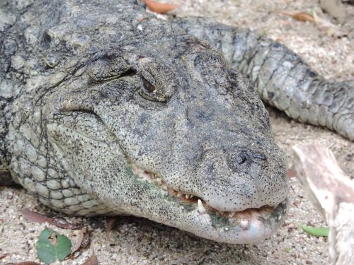 alligator animal fierce