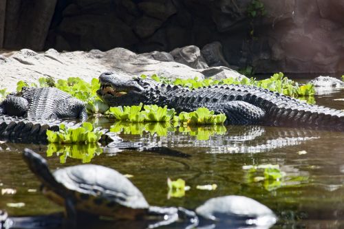 alligator crocodile zoo