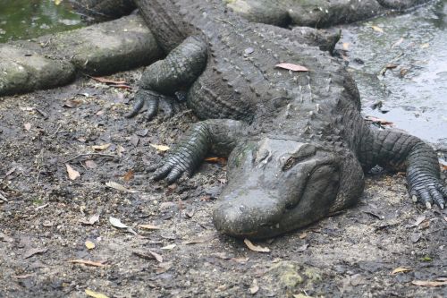 alligator florida reptile