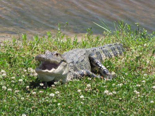 alligator reptile american alligator