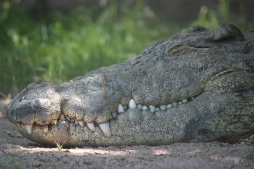 alligator crocodile foot