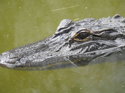 alligator florida nature
