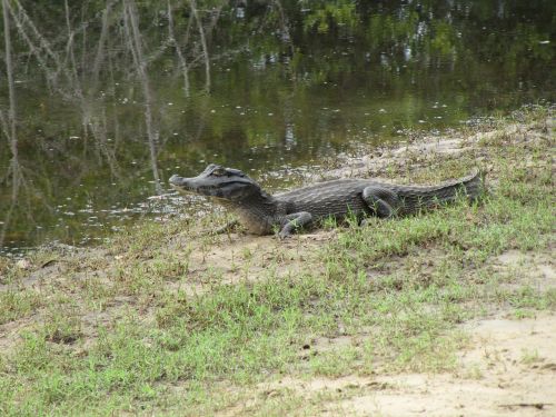 alligator brazil mato grosso