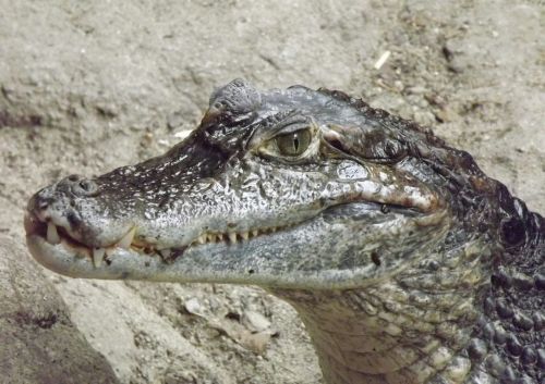 alligator crocodile amphibian