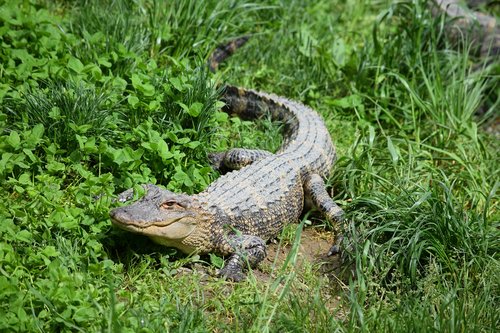 alligator  zoo  crocodile