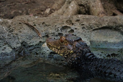 alligator  animal  reptile