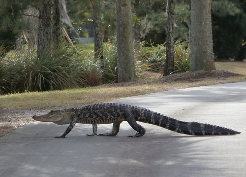 alligator  walking  golf course