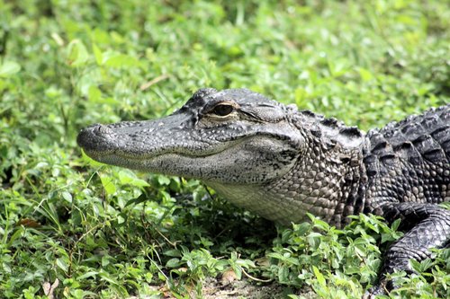 alligator  usa  reptile