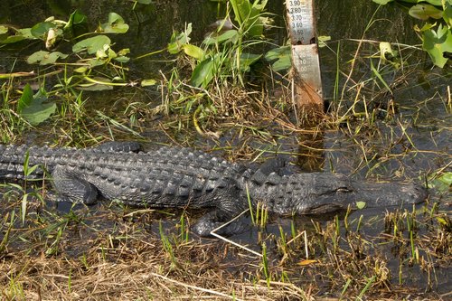 alligator  everglades  reptile