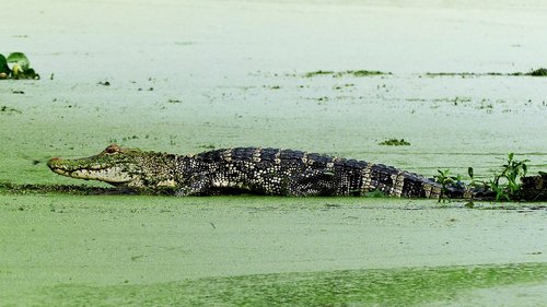alligator  animal  bayou