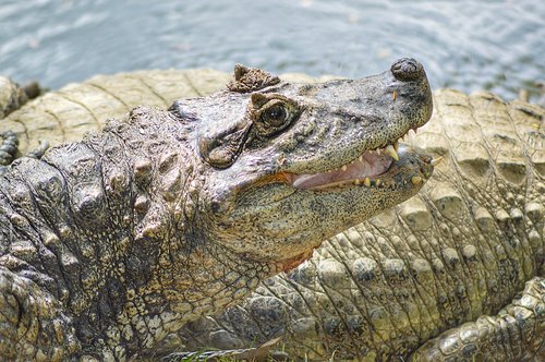 alligator  animal  crocodile