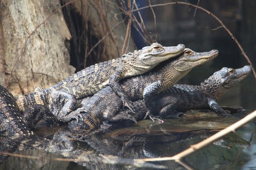 alligator  animals  predator