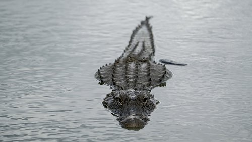 alligator  water  swamp