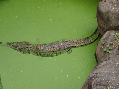 alligator wildlife nature