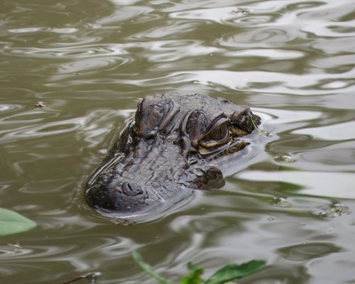 alligator  swamp  water