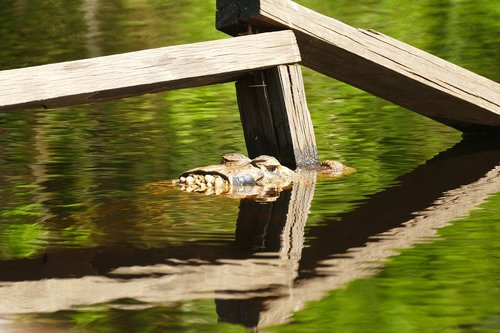 alligator  south america  nature