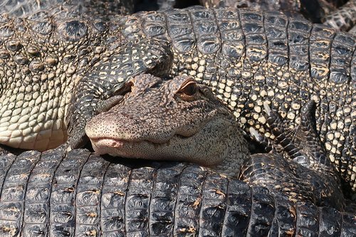 alligator  crocodile  predator