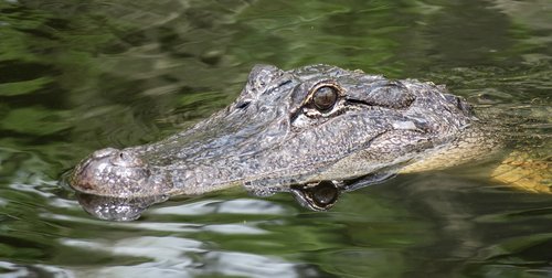 alligator  head  florida