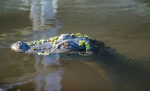 alligator american alligator gator