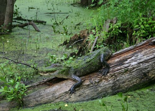 alligator swamp wildlife