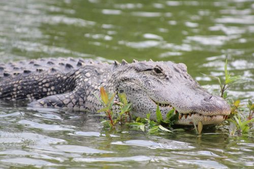 alligator swamp wildlife