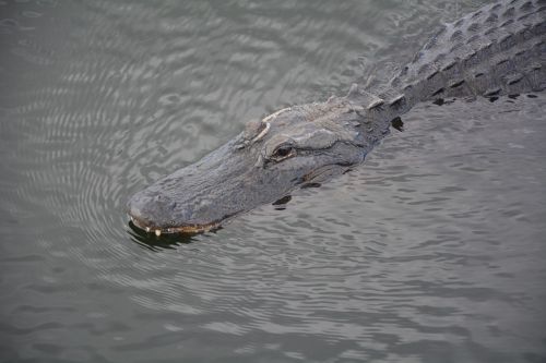 alligator everglades crocodile