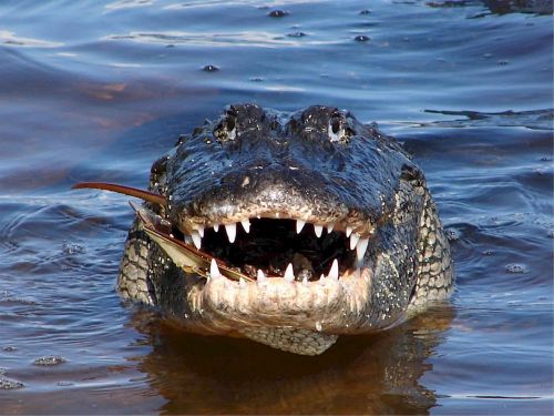 alligator mississippiensis close up