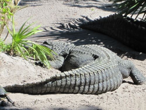 alligator crocodile tail