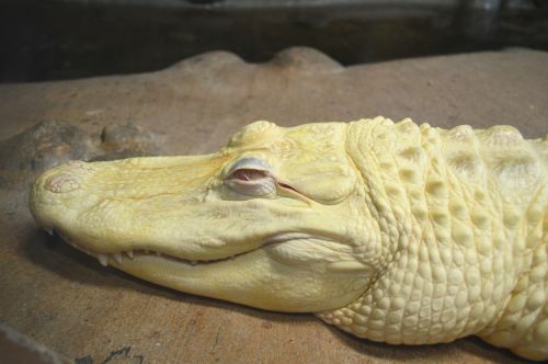 alligator albino zoo