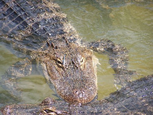 alligator reptile zoo
