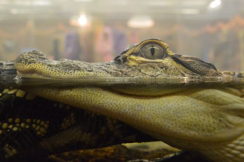 alligator crocodile baby