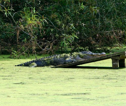 alligator gator swamp