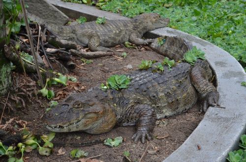 alligator zoo nature
