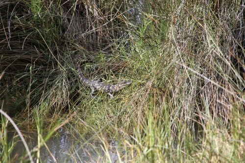 alligator swamp reptile