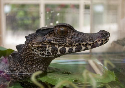 alligator reptile animal